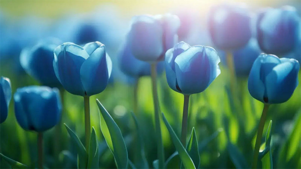 Hình nền hoa tulip xanh