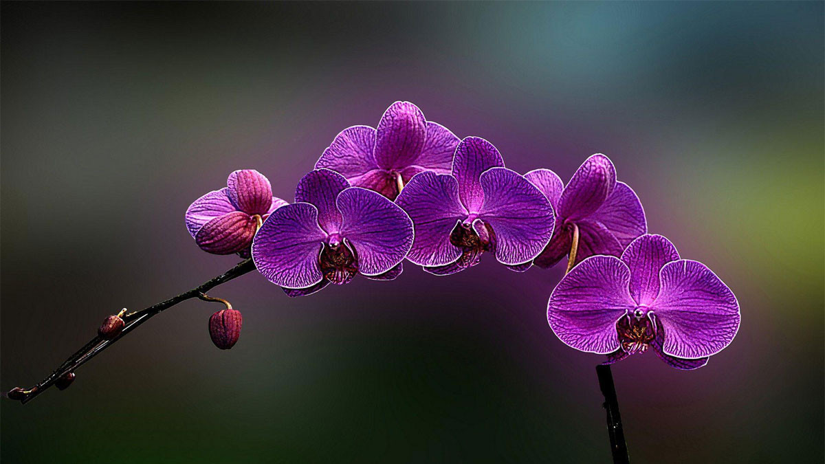 Hoa lan