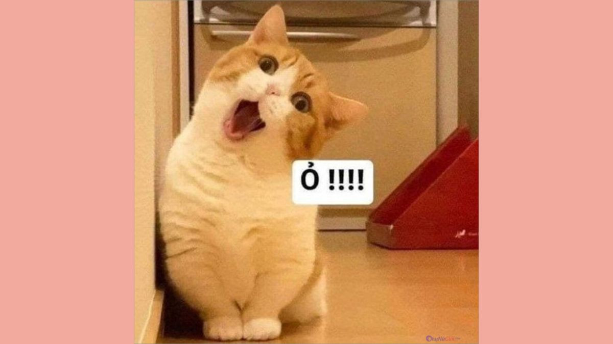 Khoảnh khắc hài hước của mèo