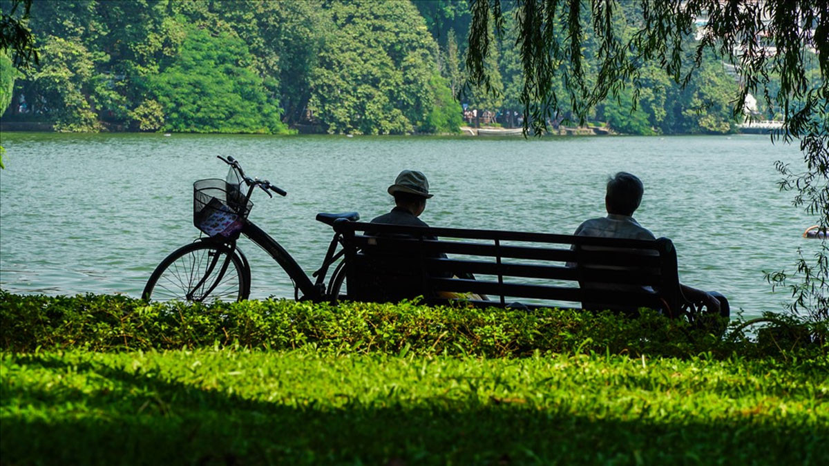 Khung cảnh cúc họa mi nở rộ, mang hương vị của mùa thu
