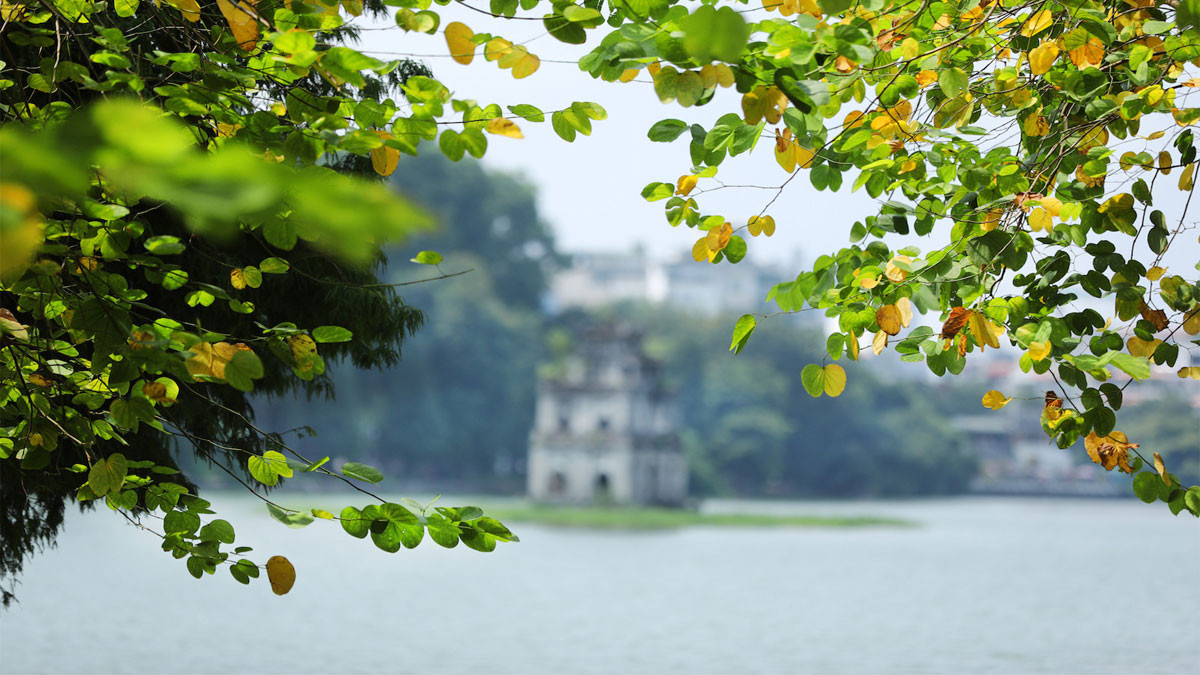 Khung cảnh hoa mua nở