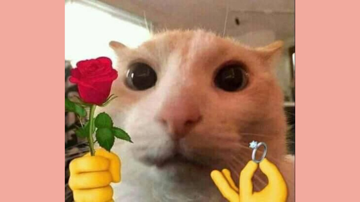 Meme mèo biểu cảm hài hước
