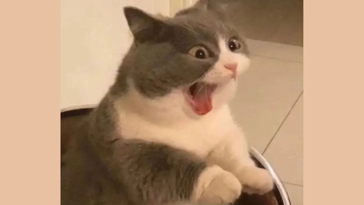 Meme Mèo Cười Bựa Siêu Hài