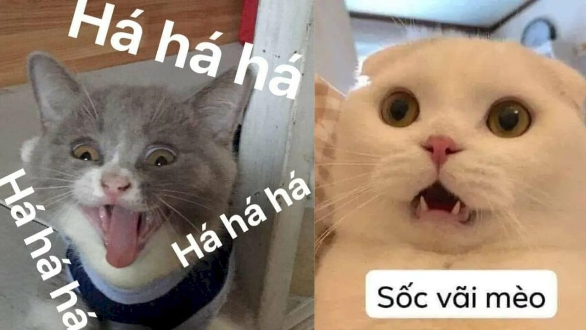 Meme Mèo Cười Bựa Siêu Hài