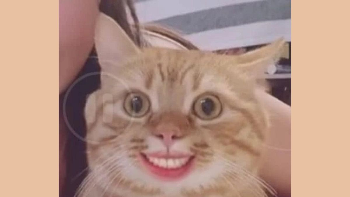 Meme Mèo Cười Bựa Siêu Hài