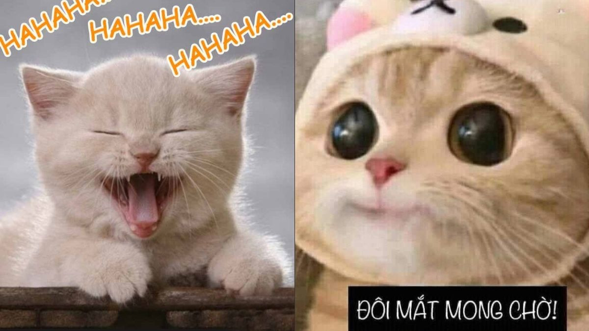 Meme Mèo Cười Bựa Siêu Hài