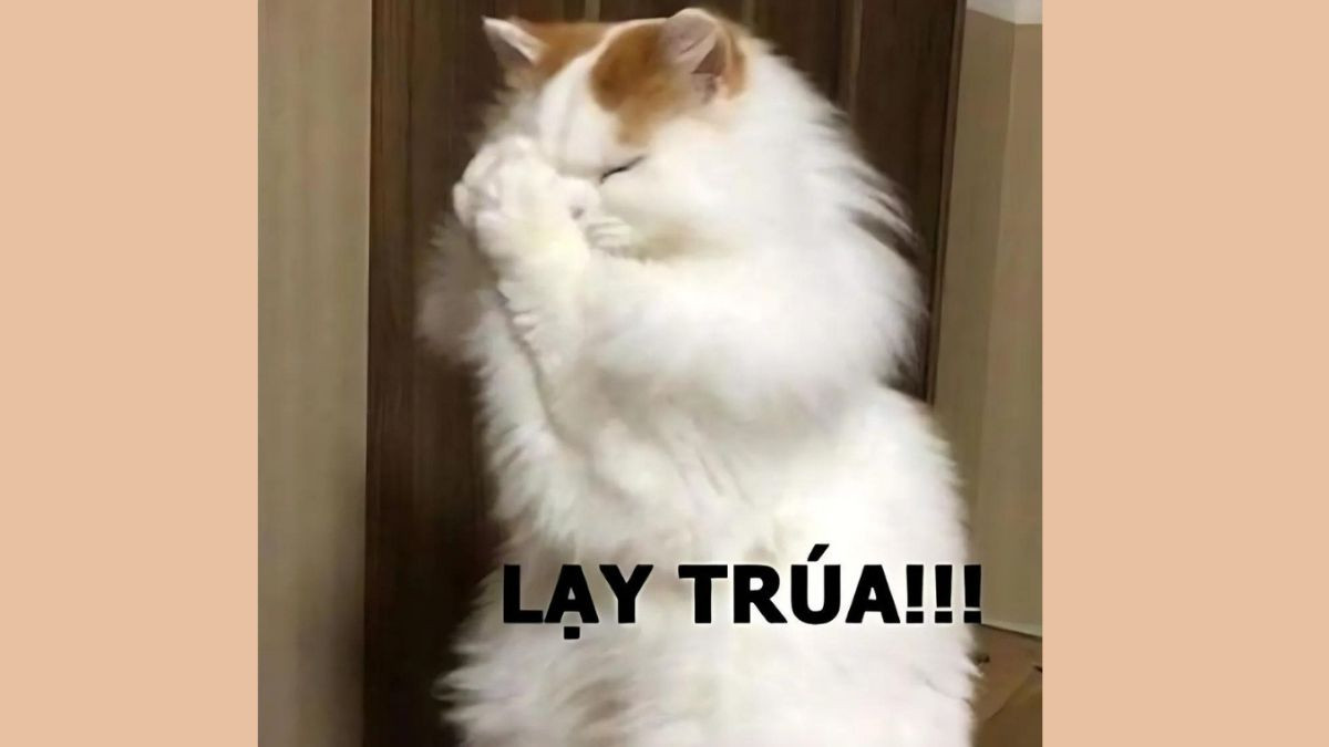 Meme Mèo Cười Che Miệng