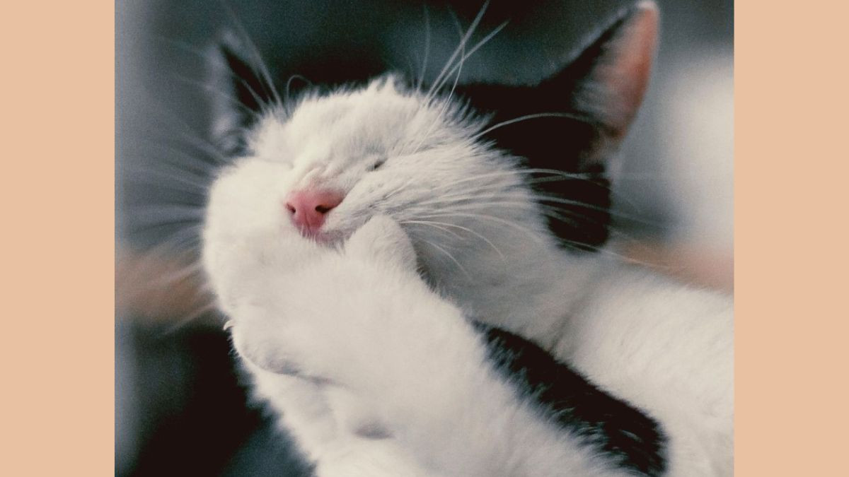 Meme Mèo Cười Che Miệng