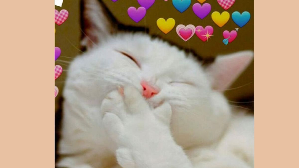 Meme Mèo Cười Che Miệng