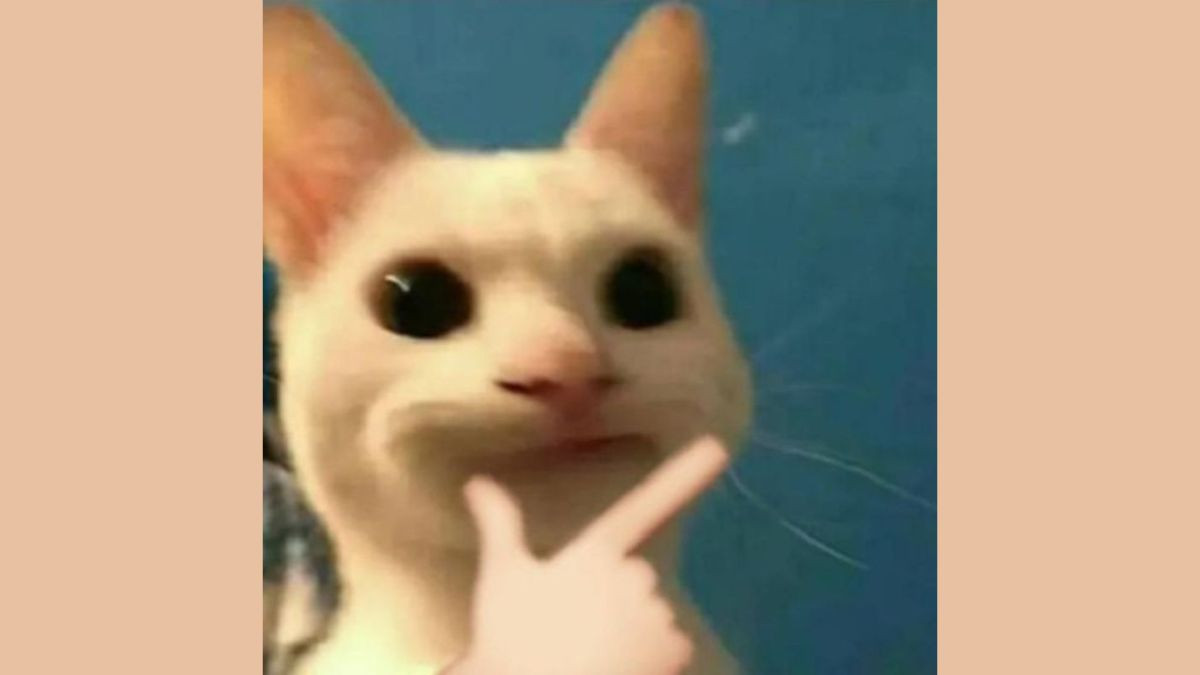 Meme Mèo Cười Chỉ Tay