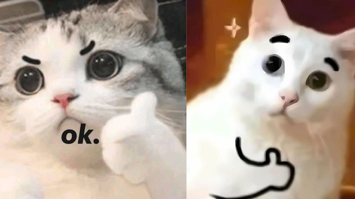 Meme Mèo Cười Chỉ Tay