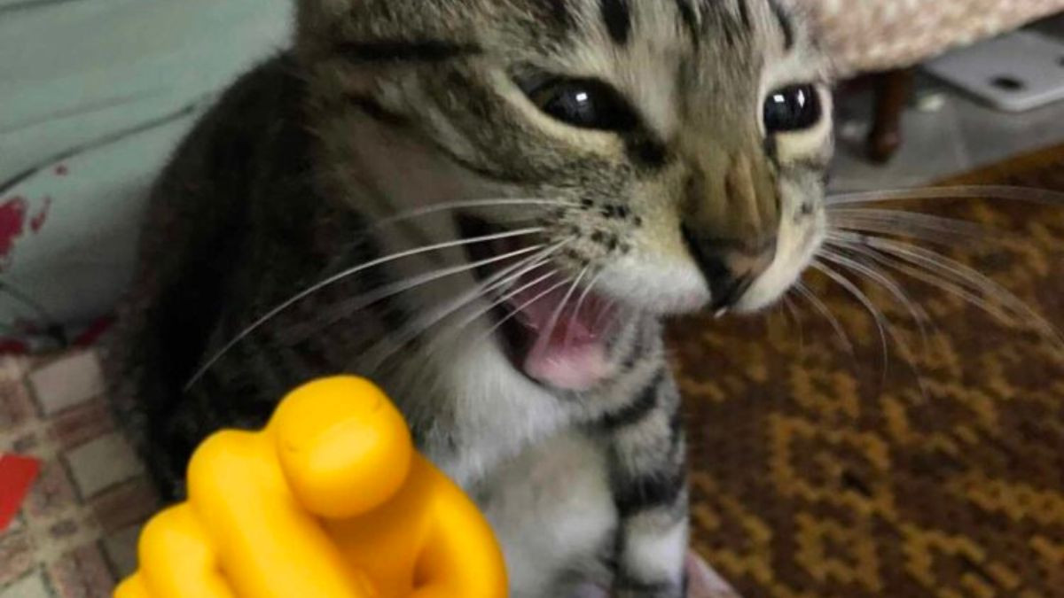 Meme Mèo Cười Chỉ Tay