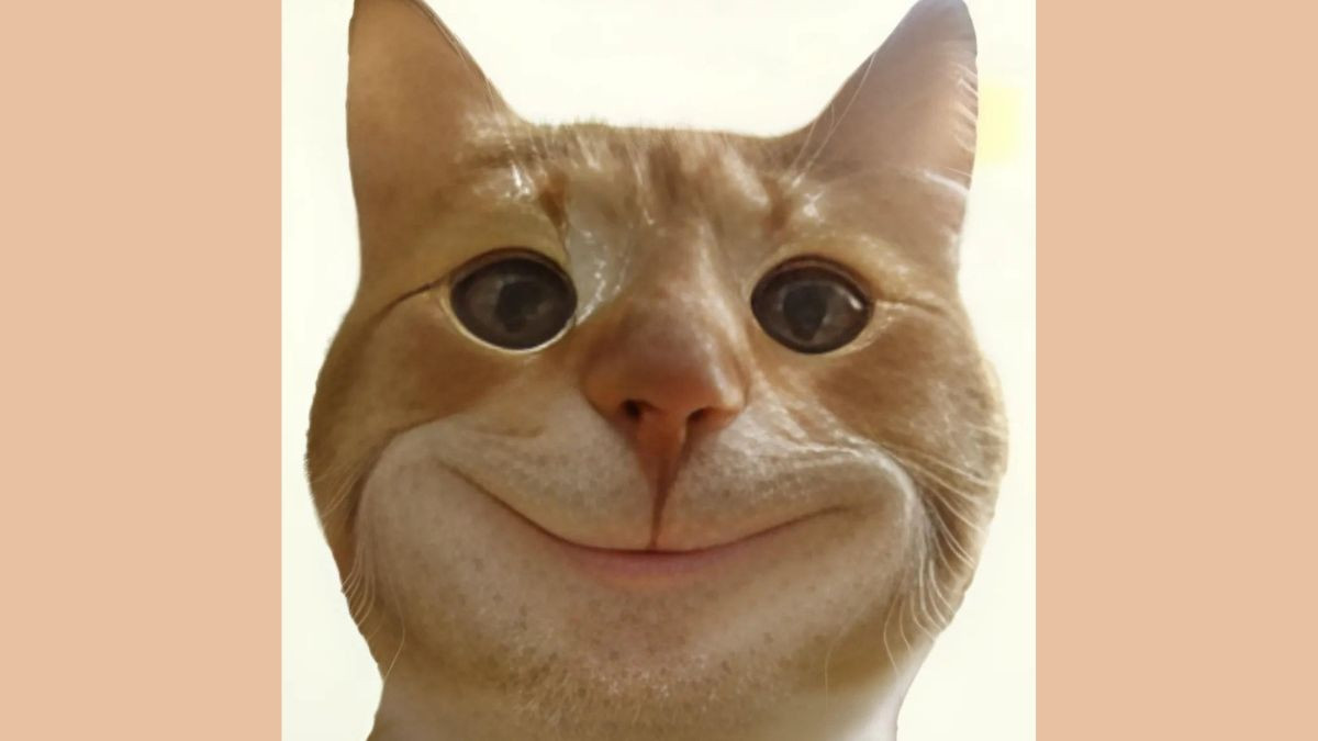 Meme Mèo Cười Đểu