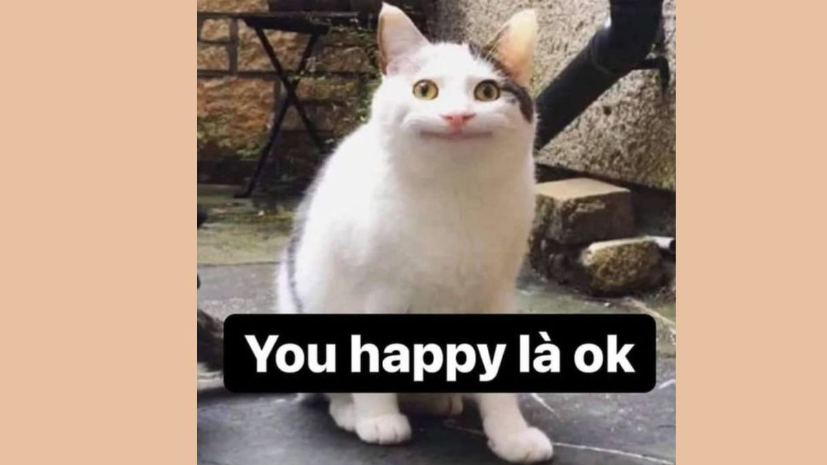 Meme Mèo Cười Đểu