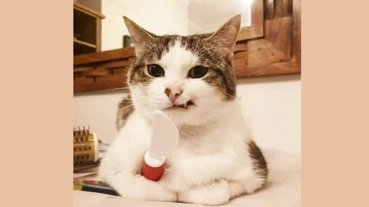 Meme Mèo Cười Đểu