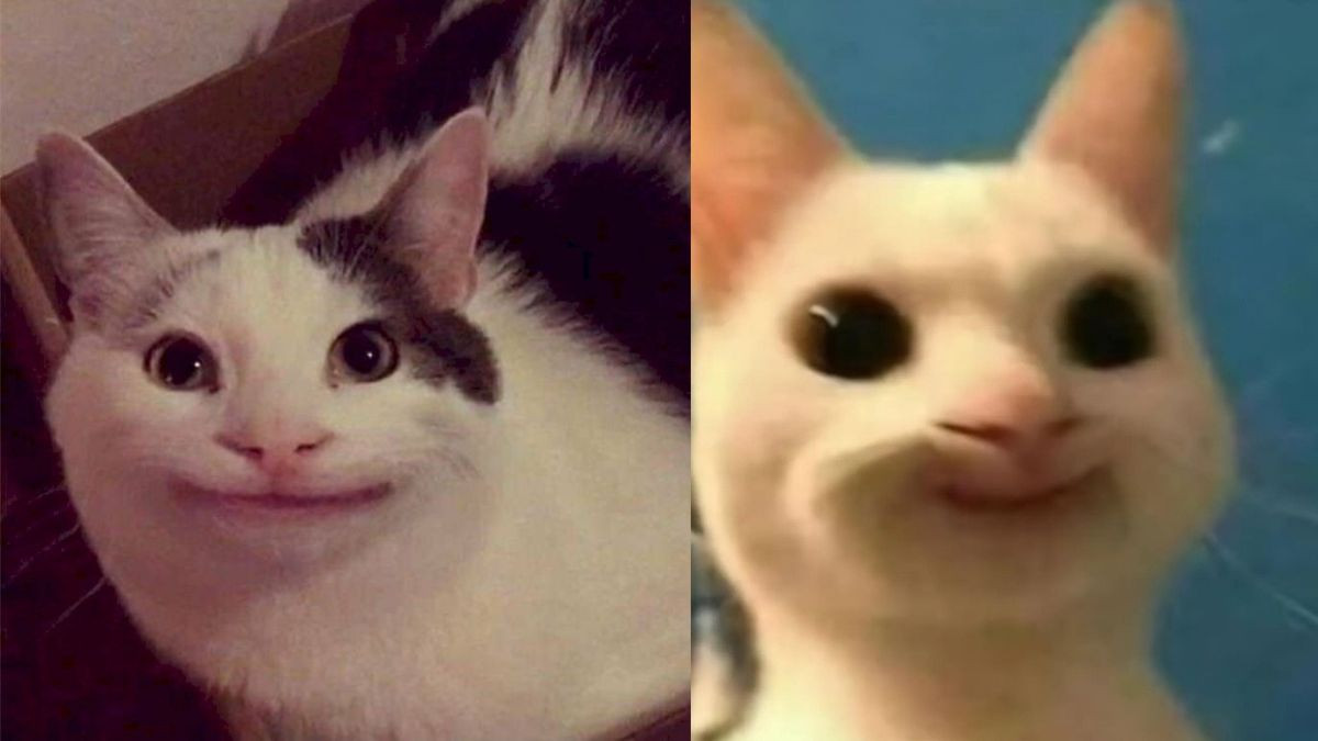 Meme Mèo Cười Đểu