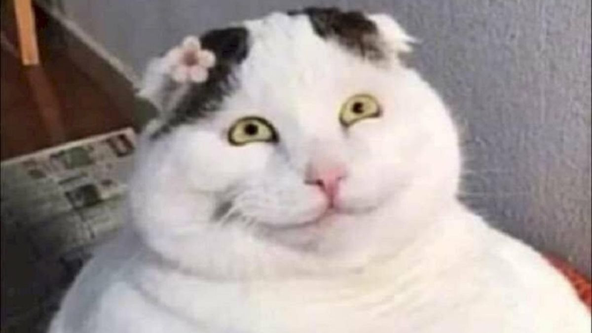 Meme Mèo Cười Đểu