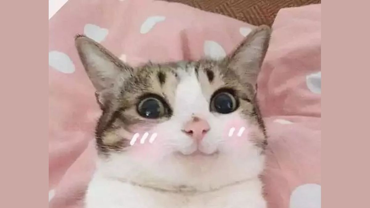 Meme Mèo Cười Mỉm