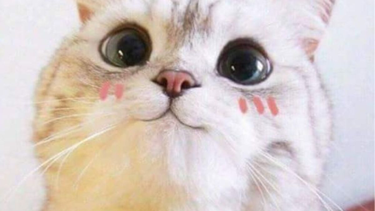 Meme Mèo Cười Mỉm