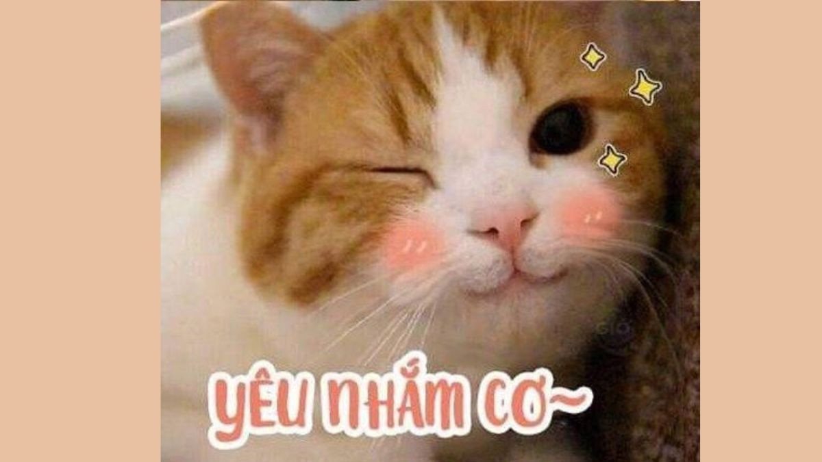 Meme Mèo Cười Mỉm