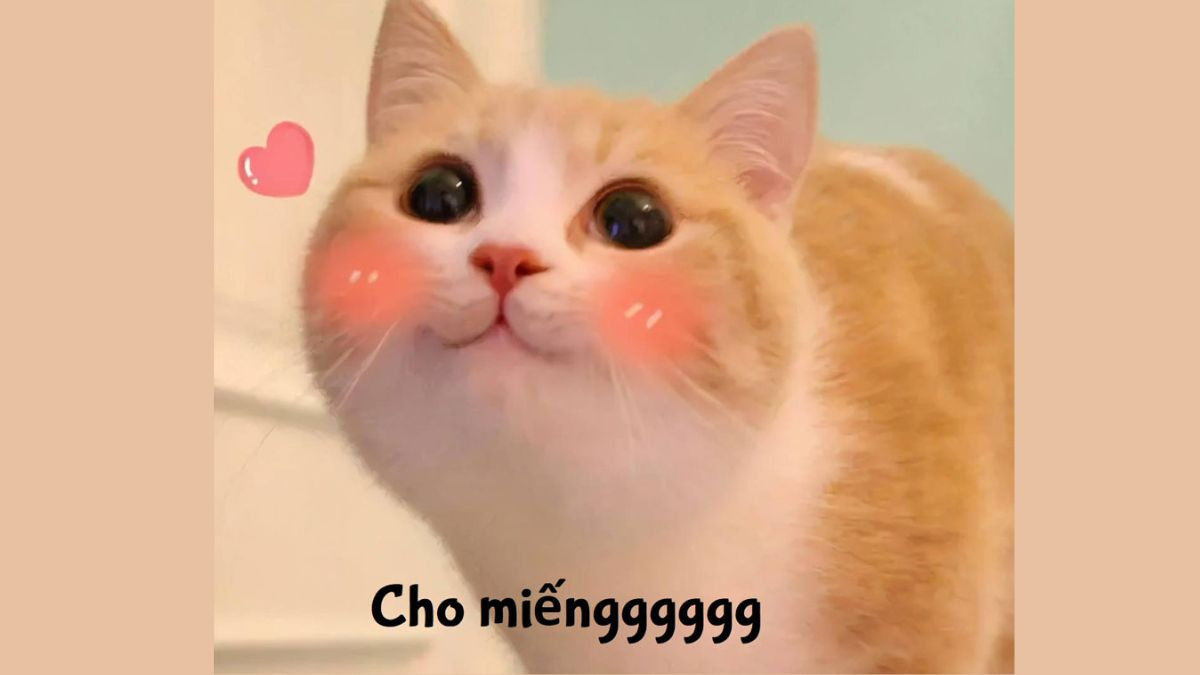Meme Mèo Cười Mỉm