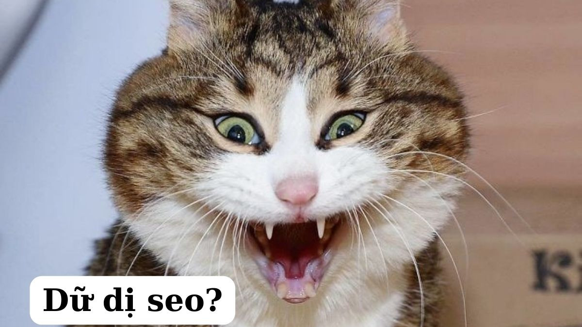 Meme Mèo Cười Nhe Răng