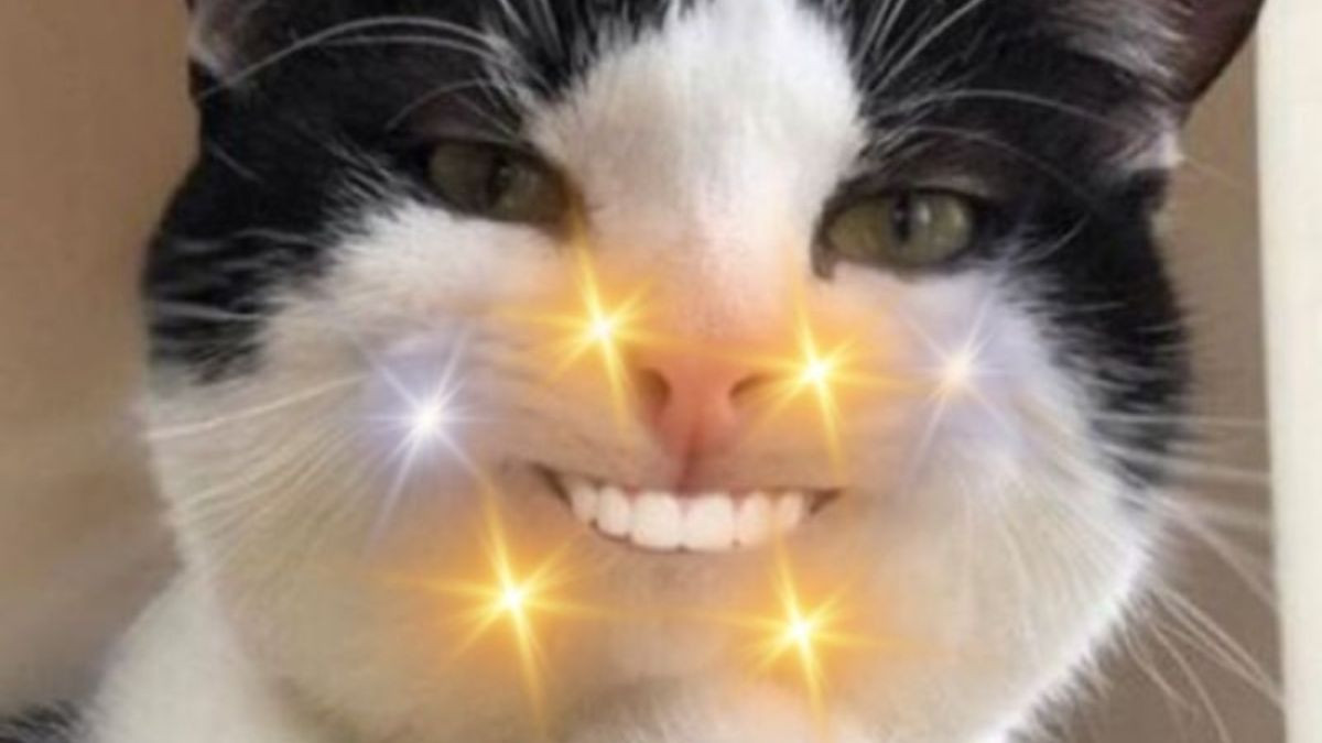 Meme Mèo Cười Nhe Răng