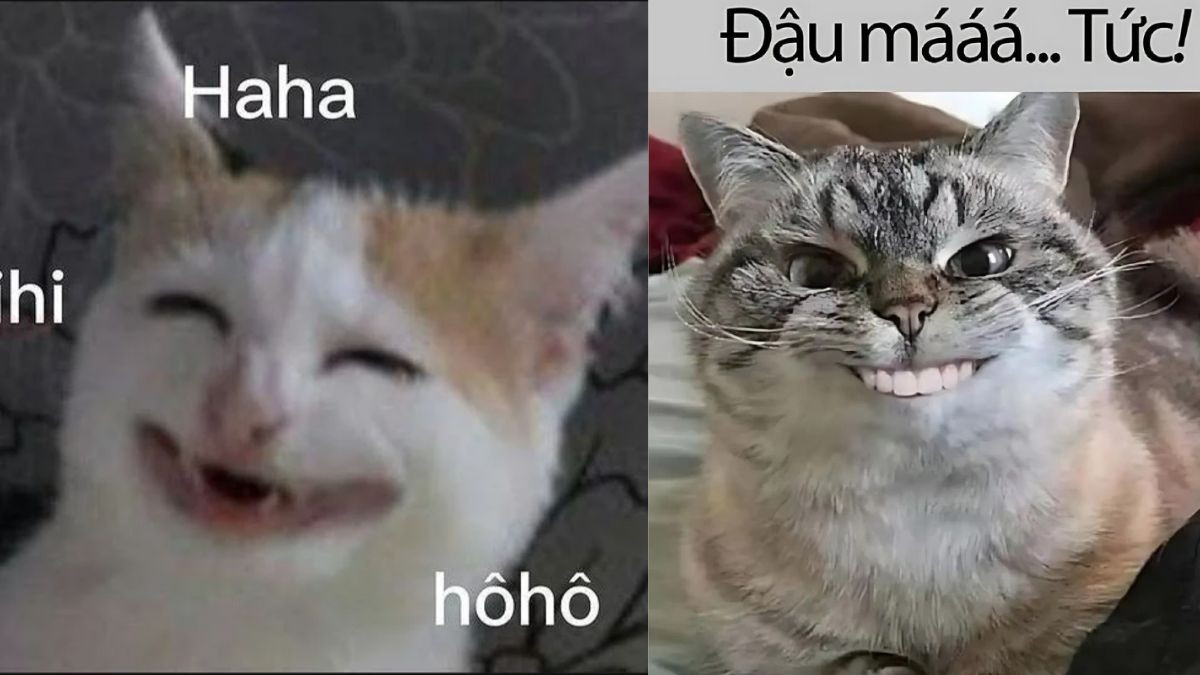 Meme Mèo Cười Nhe Răng