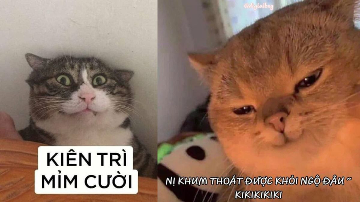 Meme Mèo Cười Nhếch Mép
