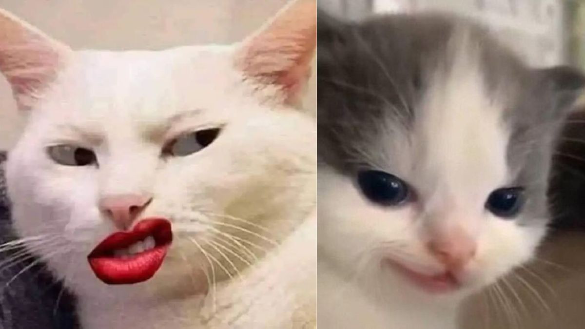 Meme Mèo Cười Nhếch Mép