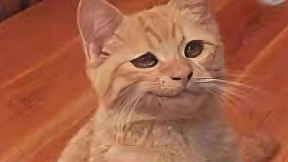 Meme Mèo Cười Nhếch Mép