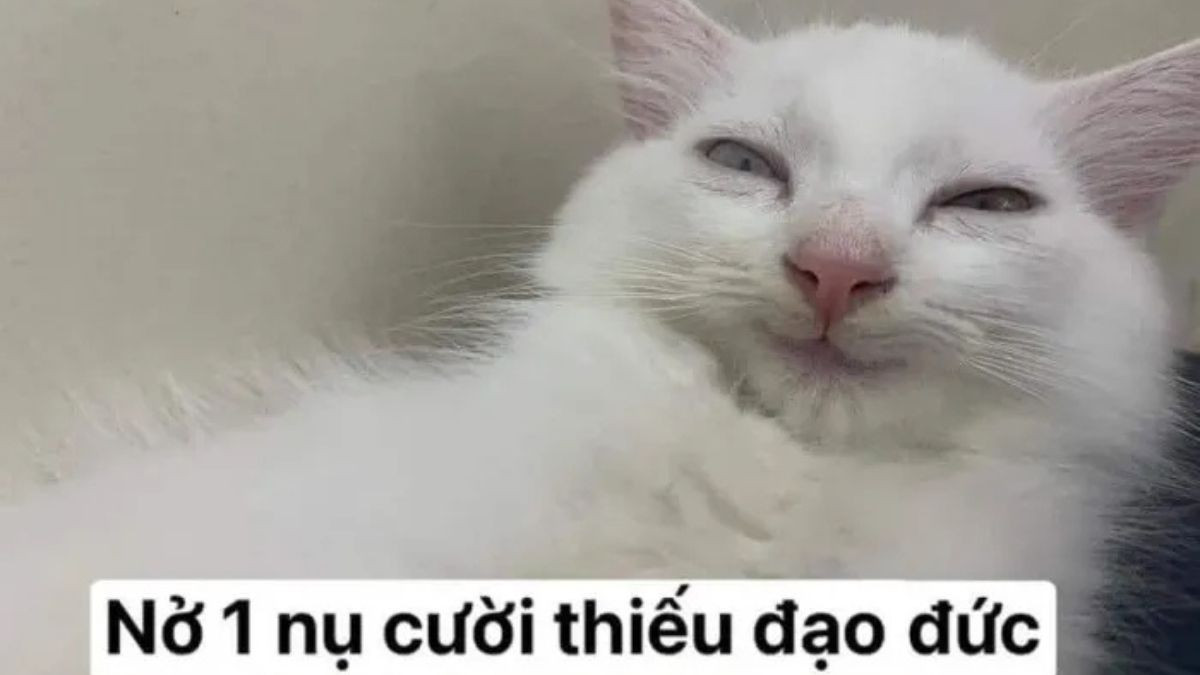 Meme Mèo Cười Nhếch Mép