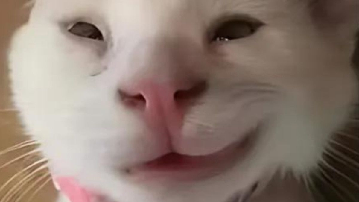 Meme Mèo Cười Nhếch Mép