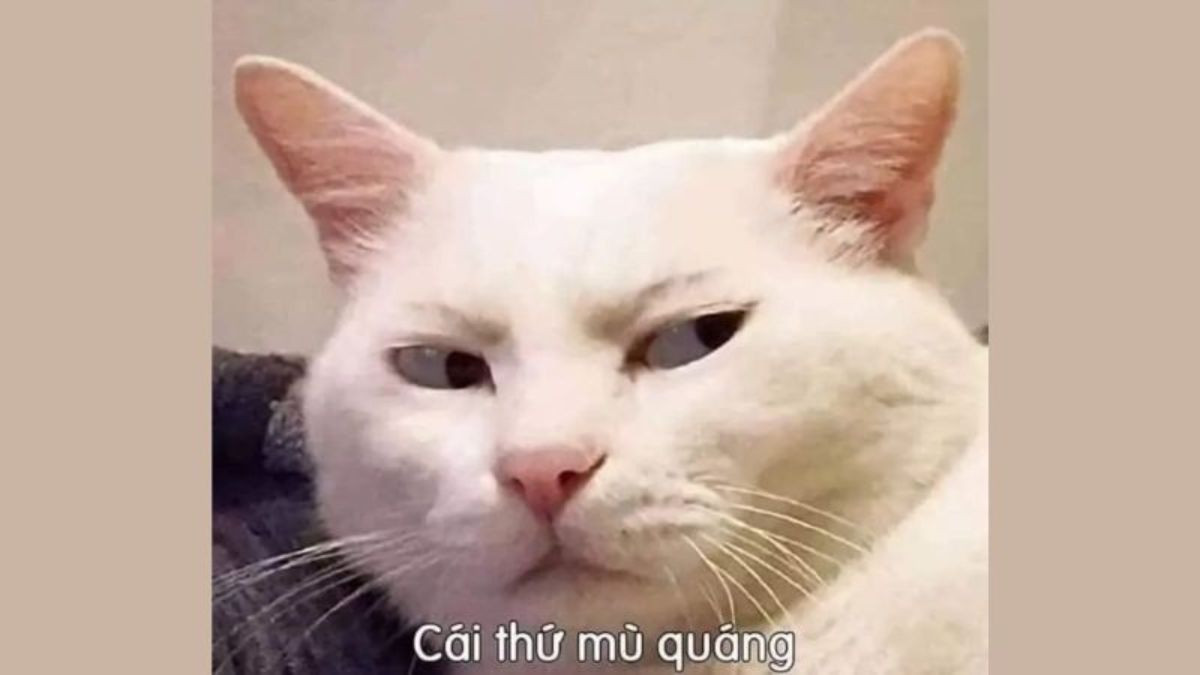 Meme mèo đáng yêu biểu cảm buồn bã