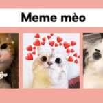 Meme mèo hài hước độc đáo