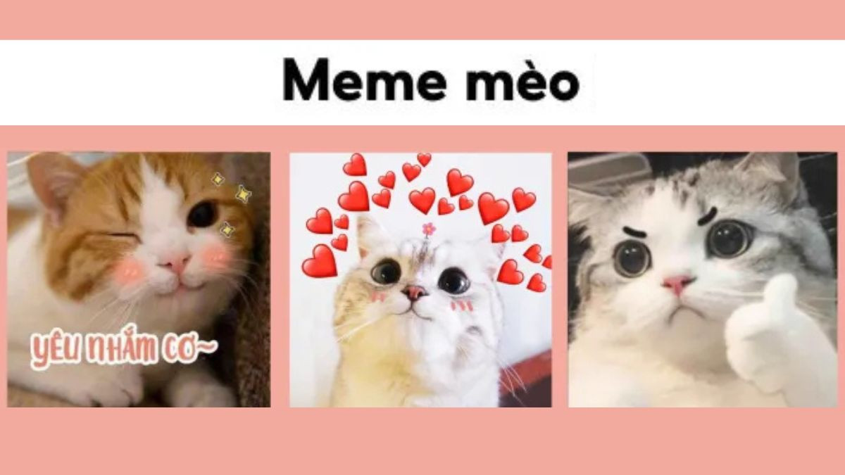 Meme mèo hài hước độc đáo
