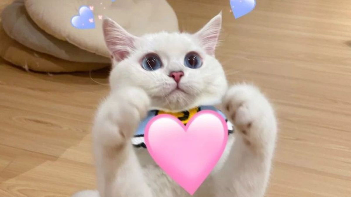 Meme mèo siêu dễ thương