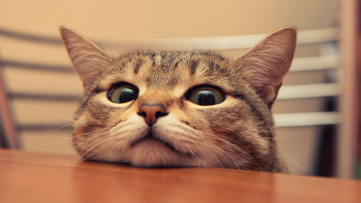 Mèo cute cho máy tính