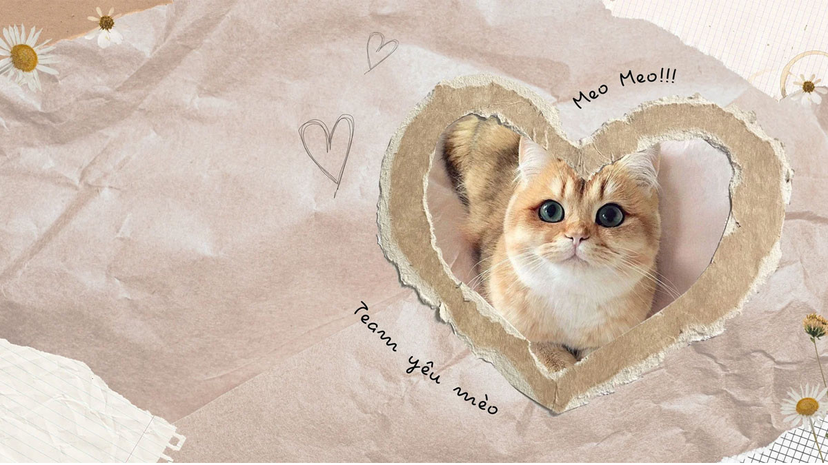 Mèo cute cho máy tính