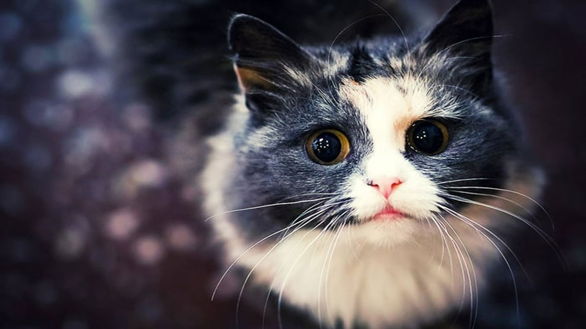 Mèo cute cho máy tính
