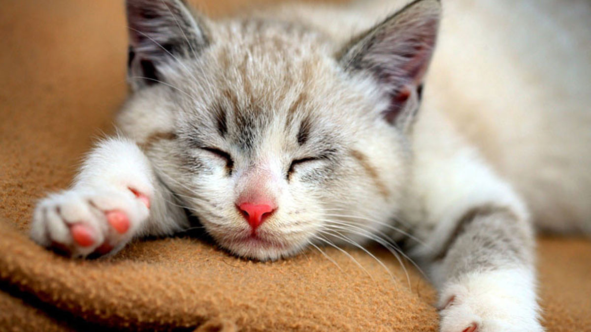 Mèo cute đang ngủ