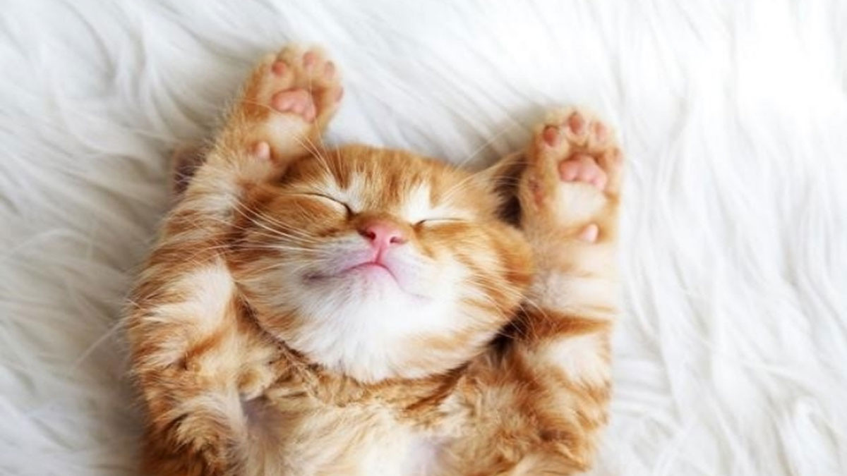 Mèo cute đang ngủ