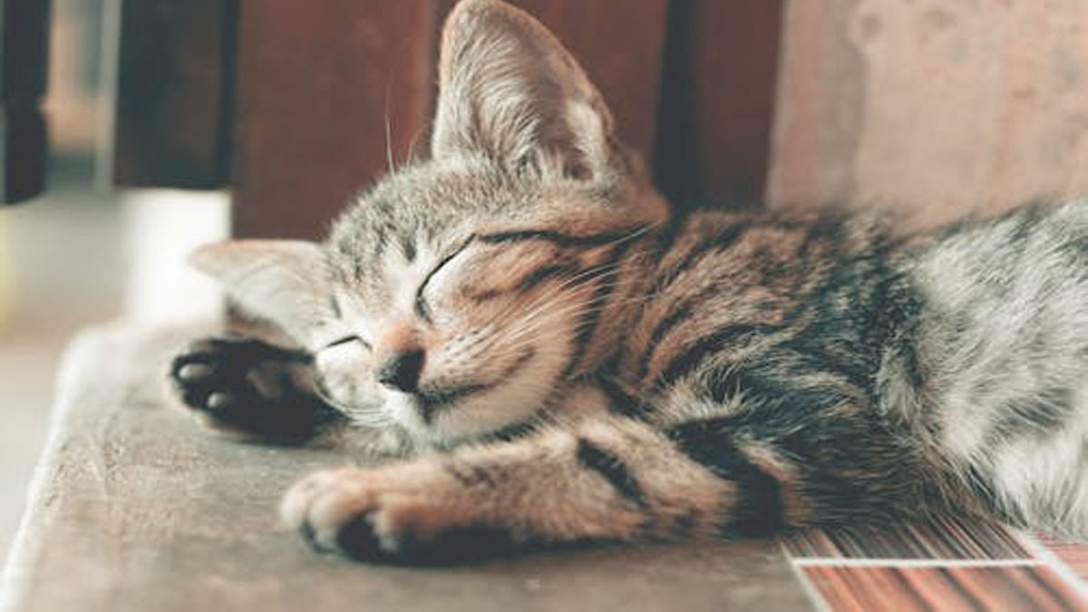 Mèo cute đang ngủ