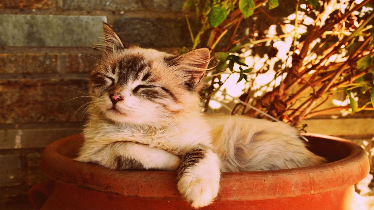 Mèo cute đang ngủ
