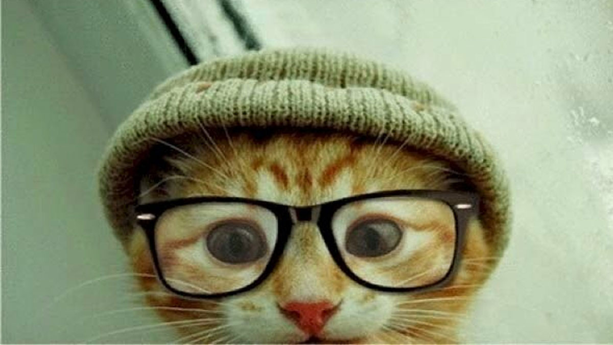 Mèo cute đeo kính
