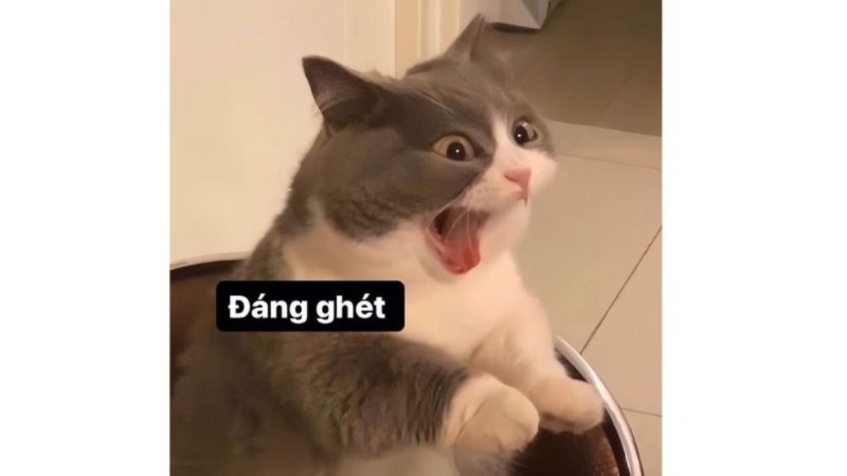 Mèo với biểu cảm đáng yêu