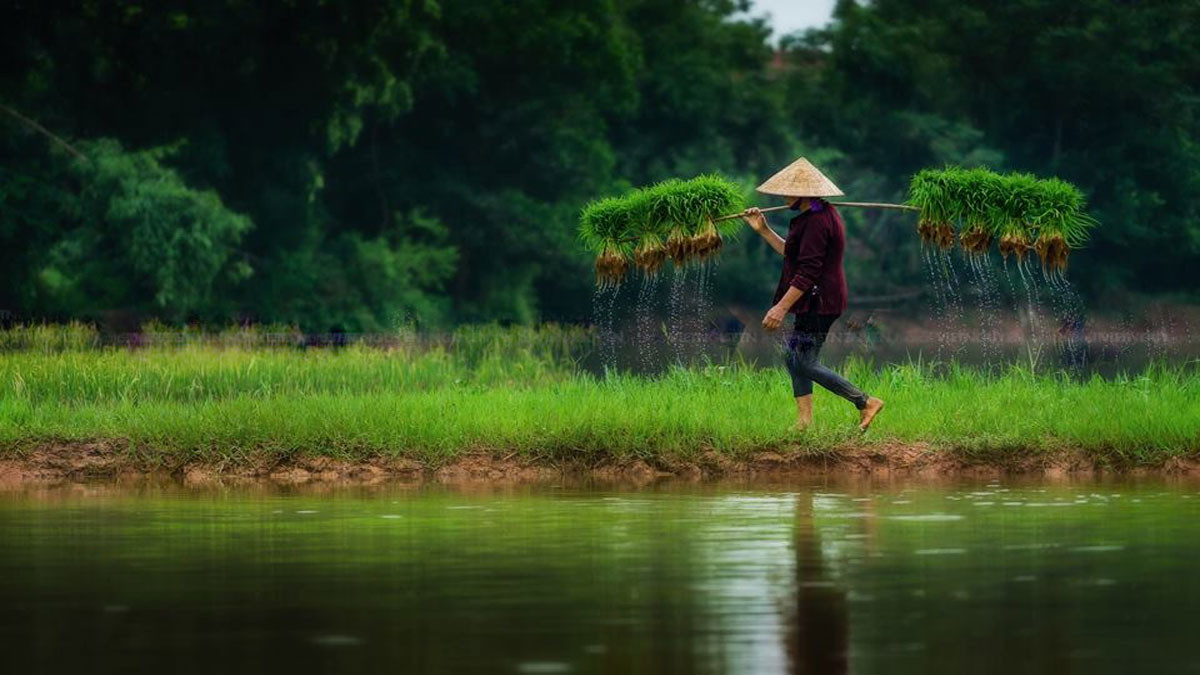 Người nông dân vất vả
